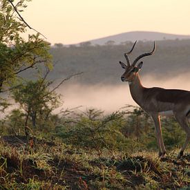 Une antilope au lever du soleil lors d'un safari en Afrique sur SaschaSuitcase