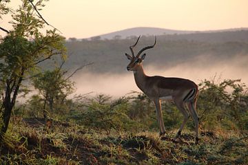 Antilope bij zonsopkomst op safari in Afrika van SaschaSuitcase