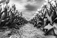 de dramatiek van een tulpenveld von Mike Bot PhotographS Miniaturansicht