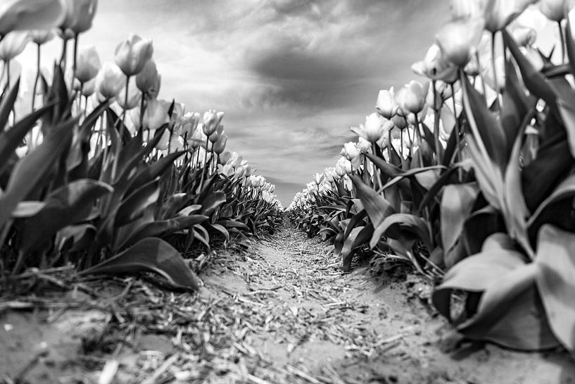 de dramatiek van een tulpenveld von Mike Bot PhotographS