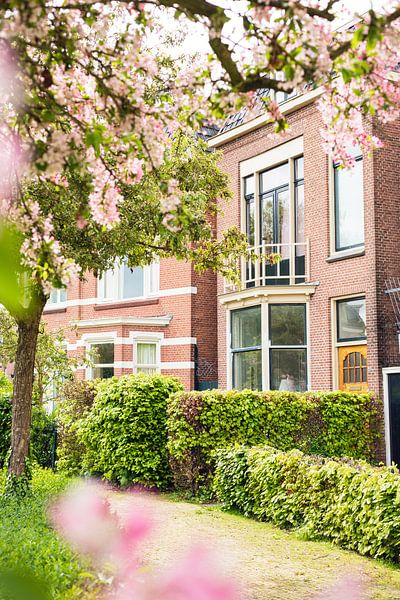 BLOSSOM by Sita Koning