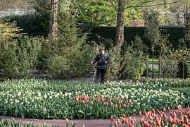 Tulip fields on the Keukenhof by Egon Zitter