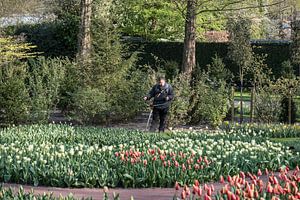 Tulpenfelder am Keukenhof