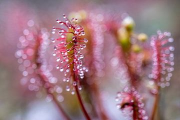 Sundew à bout portant. sur Els Oomis