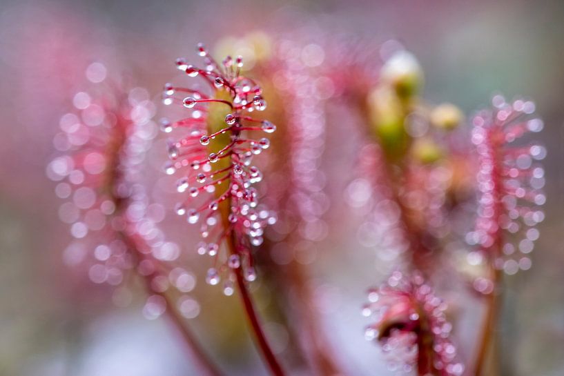 Sundew up close. by Els Oomis