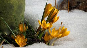 Krokus im Schnee