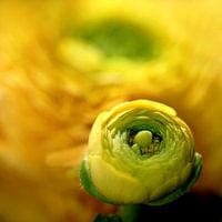 Ranunculus 2