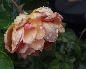 Rain drops #01
