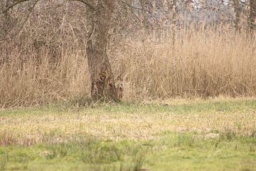 hide and seek van loes spit