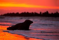 Grijze zeehond bij zonsopkomst