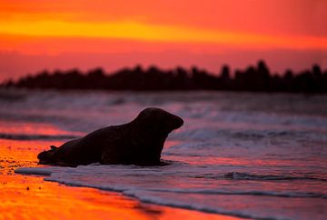 Grijze zeehond bij zonsopkomst van Bram Conings
