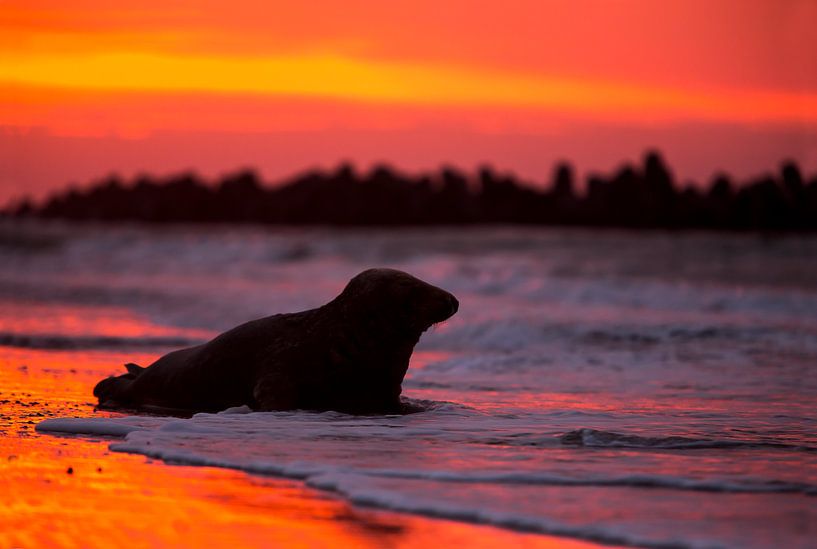 Grey seal at sunrise by Bram Conings