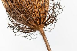 Bird's nest by Marjon Birza