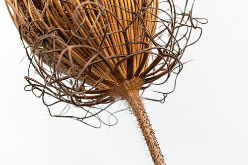 Vogelnest