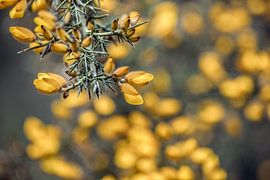 le temps du printemps sur Arjen Hoftijzer