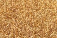 Ripe wheat heads in a field in summer. by Sjoerd van der Wal Photography thumbnail