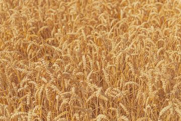 Ripe wheat heads in a field in summer. by Sjoerd van der Wal