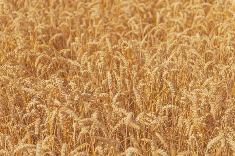 Ripe wheat heads in a field in summer. by Sjoerd van der Wal Photography