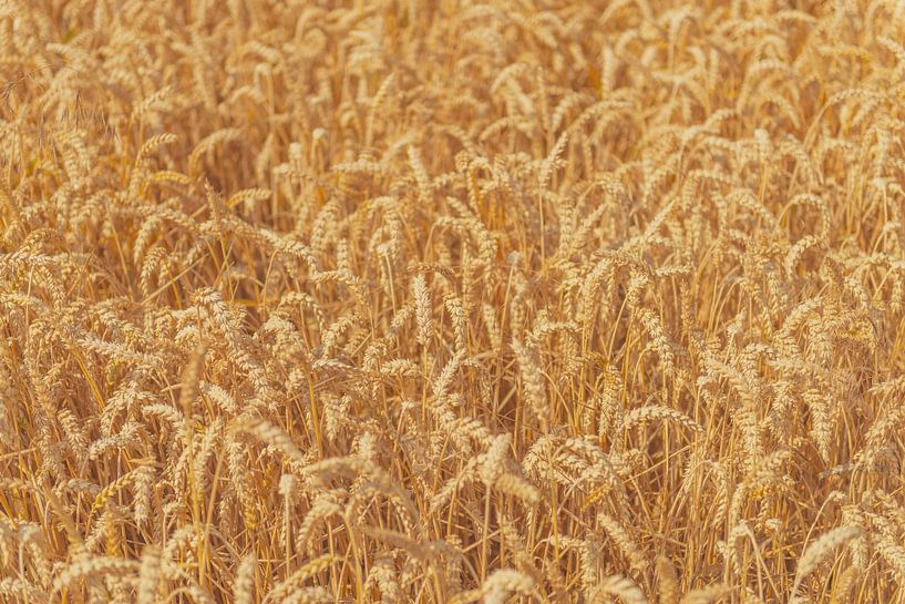 Ripe wheat heads in a field in summer. by Sjoerd van der Wal Photography