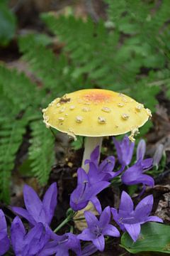 Un champignon à l'automne sur Claude Laprise