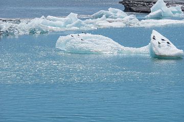 Islande - Nombreux oiseaux assis au soleil sur la banquise du lac glaciaire Jökulsárlón sur adventure-photos