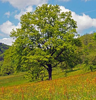 Baum auf Sommerwiese