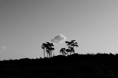 Kalmthoutse heide - Belgium