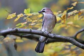 Vlaamse gaai in herfstbos Duitsland Zwarte Woud van Frank Fichtmüller