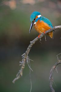 Eisvogel
