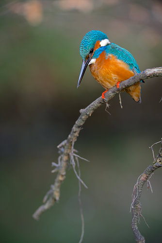 IJsvogel
