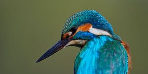 Eisvogel - Portrait eines schönen Eisvogelmannes im Panoramaformat
