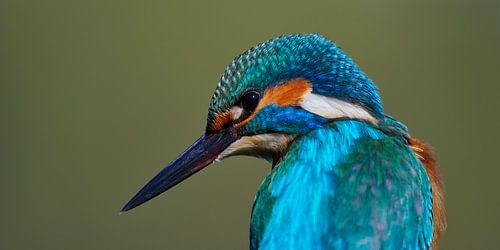 Kingfisher - Portrait of a beautiful kingfisher man in panoramic format by Kingfisher.photo - Corné van Oosterhout