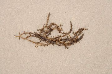 Japans bessenwier aangespoeld op het strand 3 van Rob Liefveld