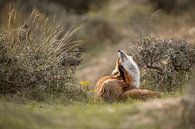 Fuchs in der Düne von Steffie van der Putten Miniaturansicht