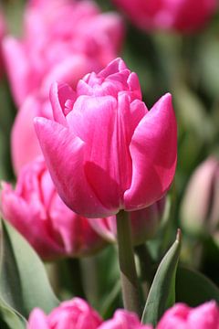 Tulipe sur N Timmers