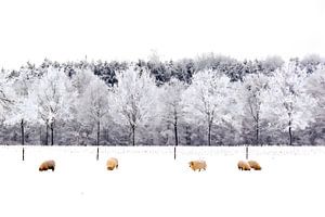 Moutons dans la neige