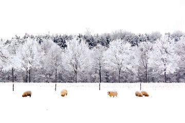 Schapen in een Hollands winterlandschap van Jessica Berendsen