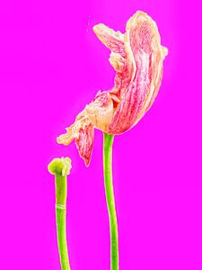 TULP IN VERVAL - PINK (ALEXX FAASSE, 2016)