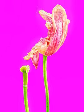 TULP IN VERVAL - PINK (ALEXX FAASSE, 2016) von Alex Faasse