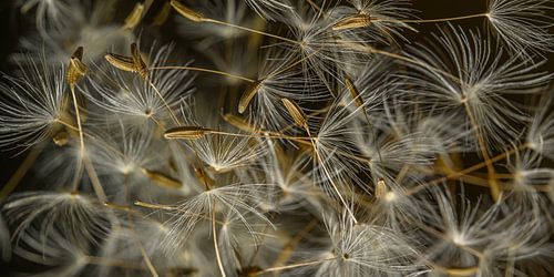 Panorama van weggewaaide pluisjes met donkere achtergrond
