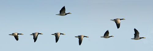 La migration des oies sauvages
