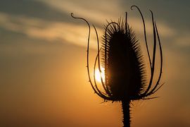 uitgebloeide kaardebol in avondzon  von Annet Piek