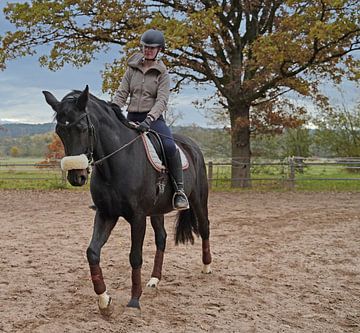 Training met het Beierse zwarte paard Baveria op een rijbak in de herfst