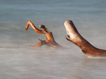 Tree Trunks in the Sea by Jörg Hausmann