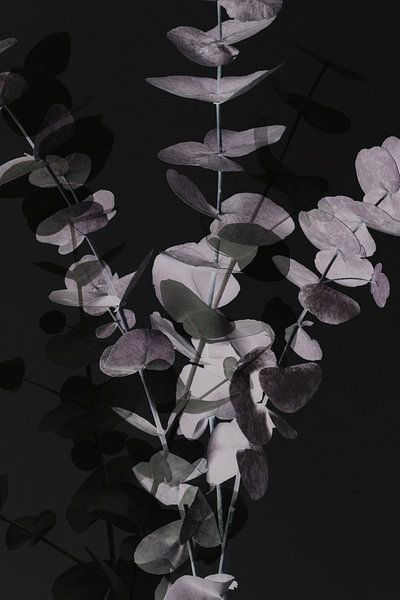 Eukalyptus_Negativ_001 von Pictufy Studio III