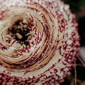 Bloemen van Denny Lerch