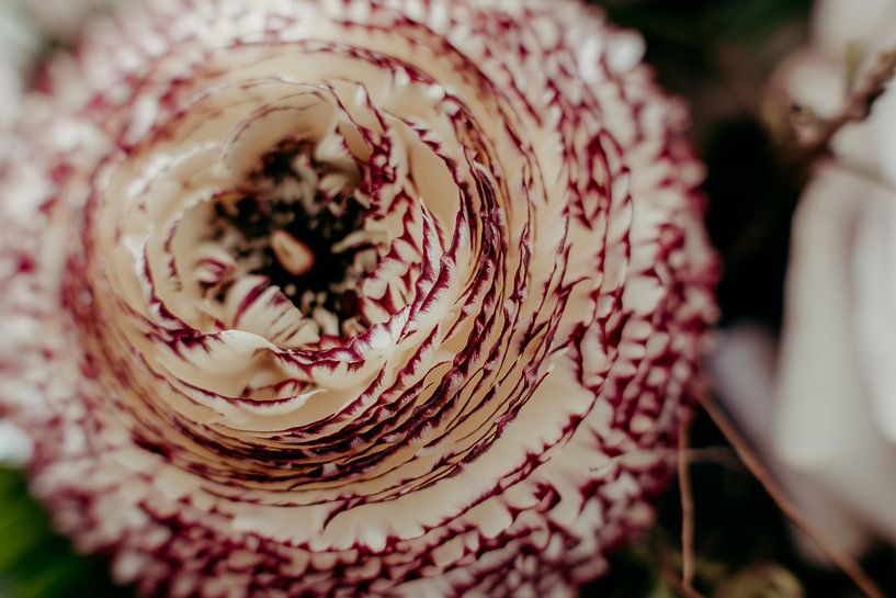 Flowers by Denny Lerch