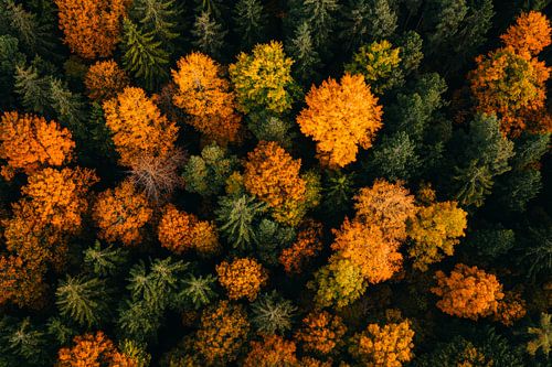 Herfstbos schoonheid