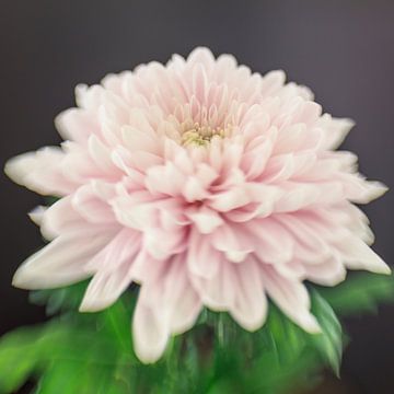 Fine Art SoftPink Flower van Carin Ivana