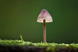 Paddenstoel von Erik de Klerck